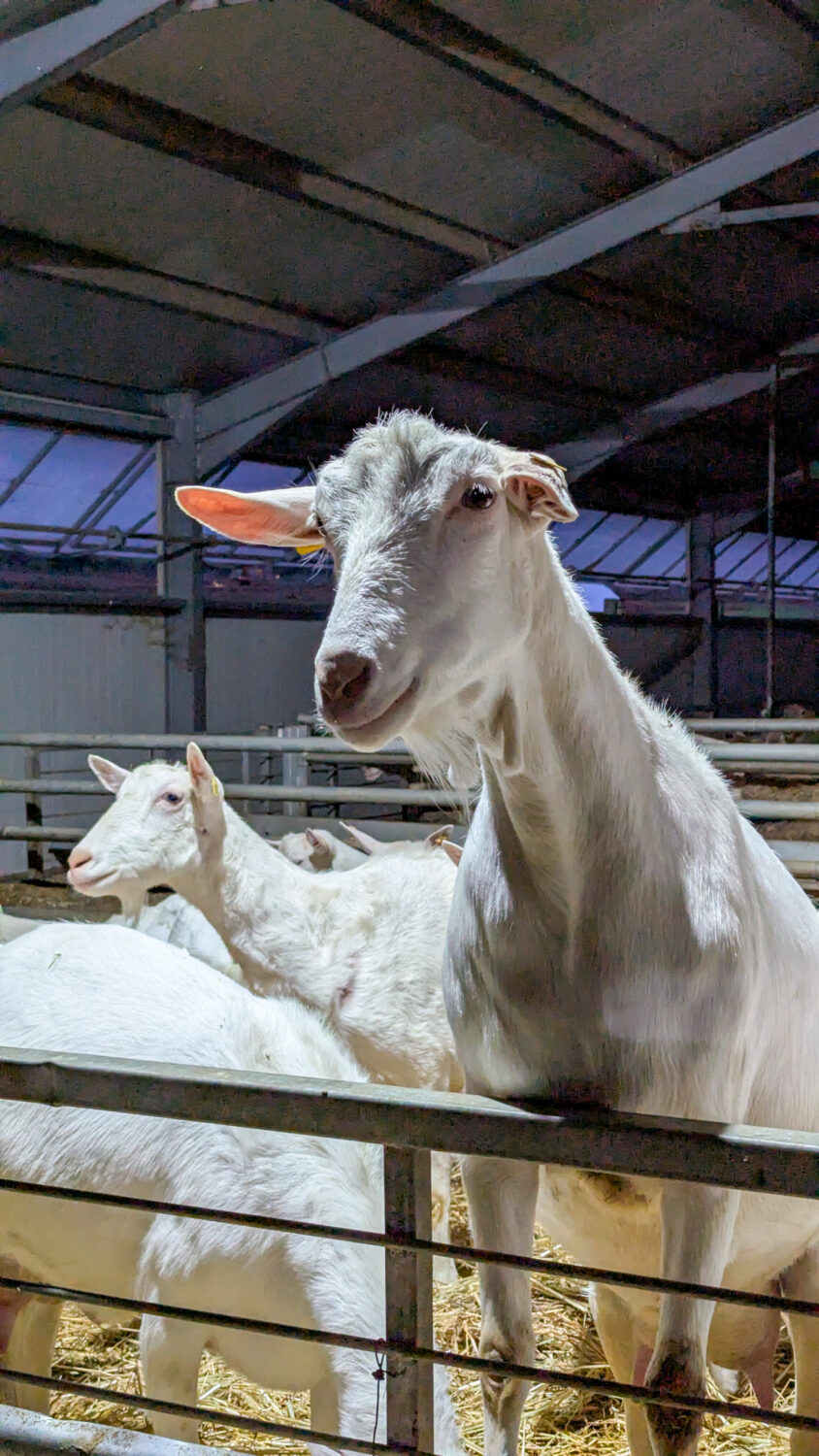 Schafe und Ziegen im Stall.