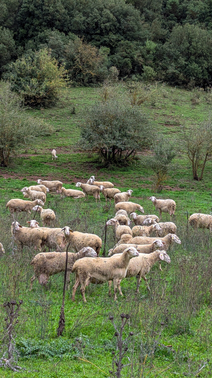 Schafherde auf der Wiese.