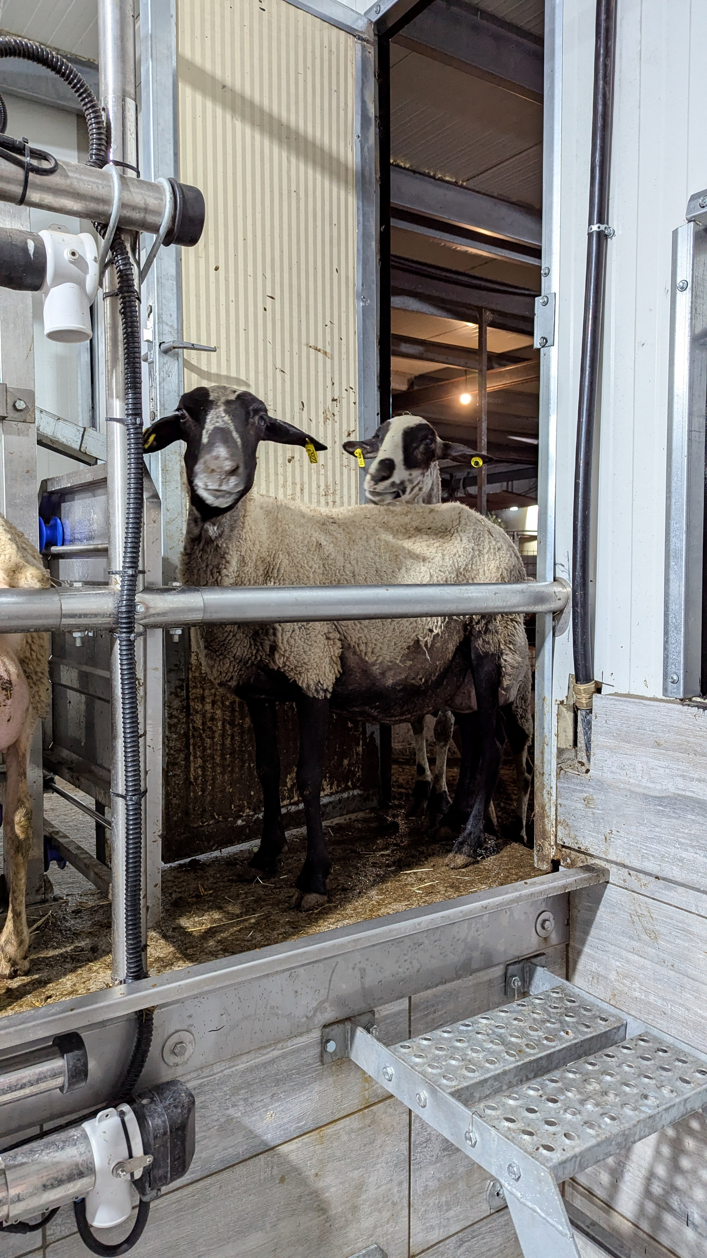 Schafe und Ziegen die zum melken anstehen.